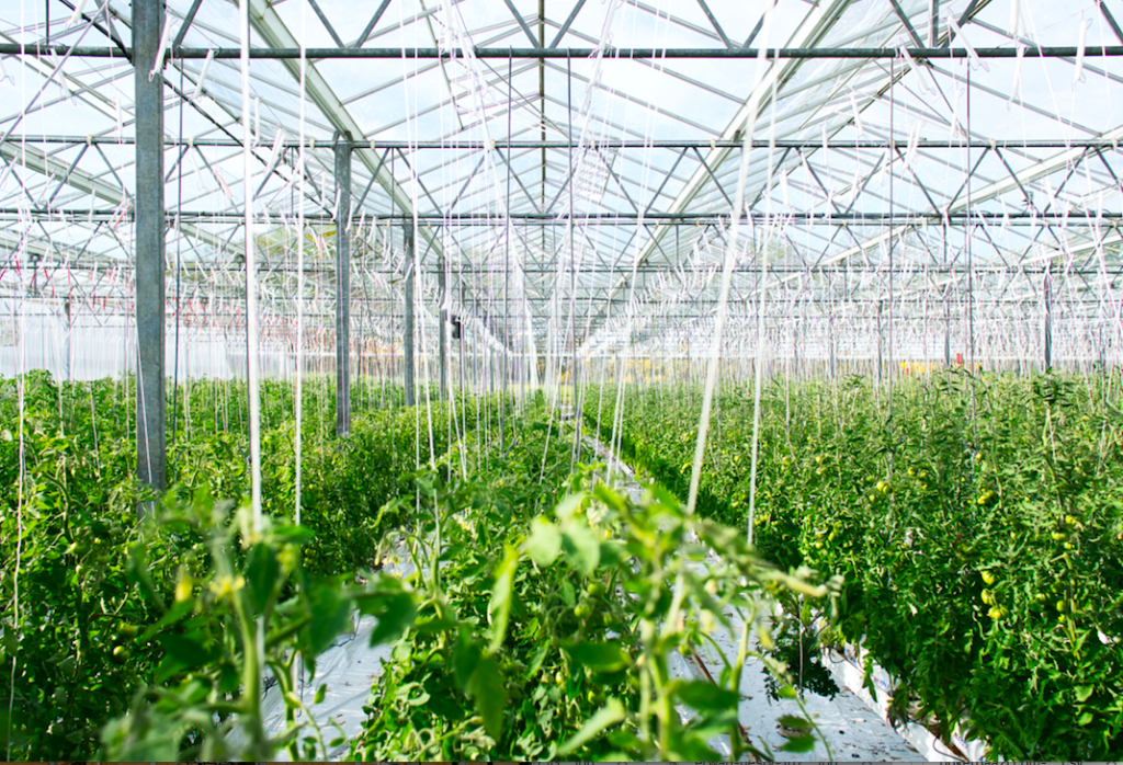 Greenhouse farming