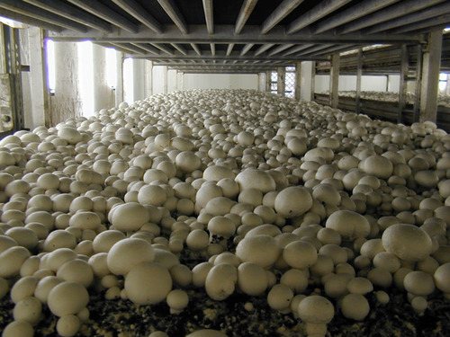 Mushroom farm example
