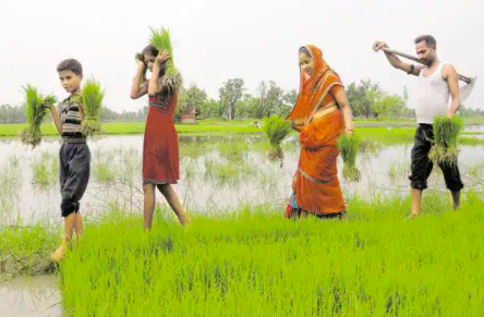 farmers under Pradhan Mantri Fasal Bima Yojana