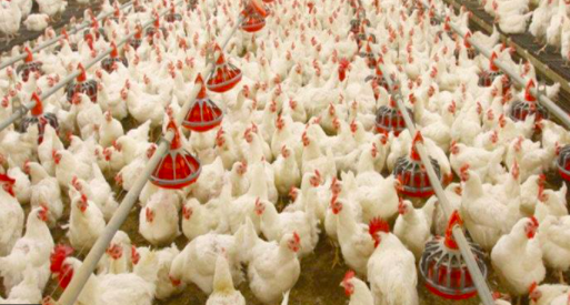 poultry birds, india