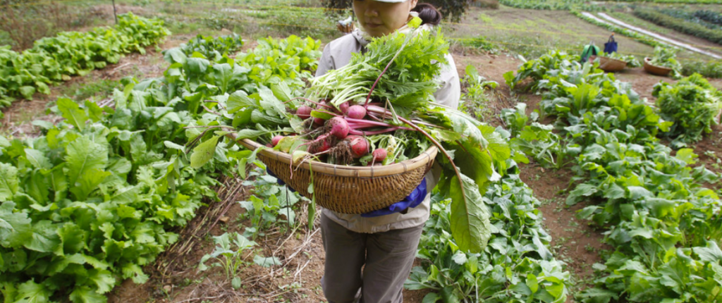 Modern Farming: The different types of farming techniques