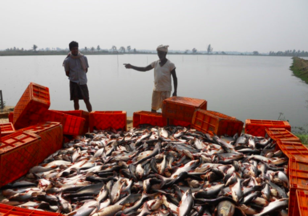 indian fish farming