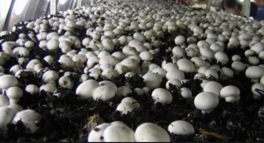 Mushroom Farming Hacks for Absolute beginners