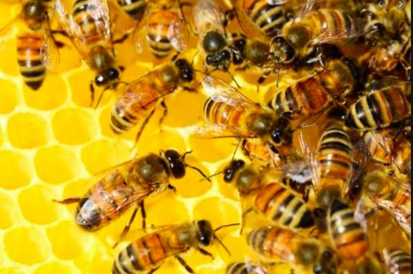 Beekeeping in India