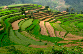 contour farming land