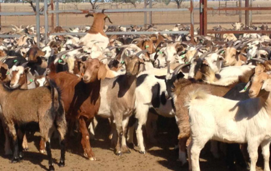 Goat Farming – Getting Started with the Basics | Rocket Skills