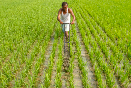 farmer in agriculture land