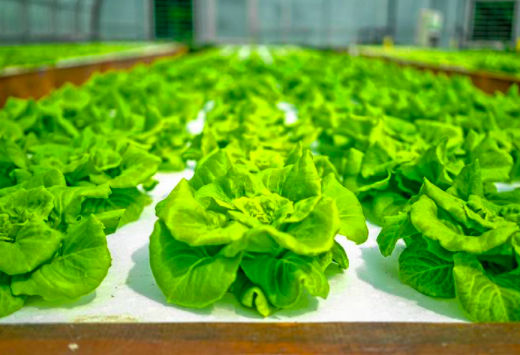 hydroponics gardening download