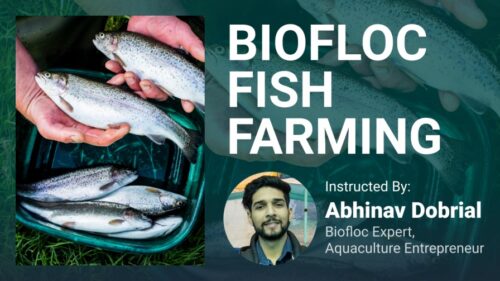 Biofloc fish farming course