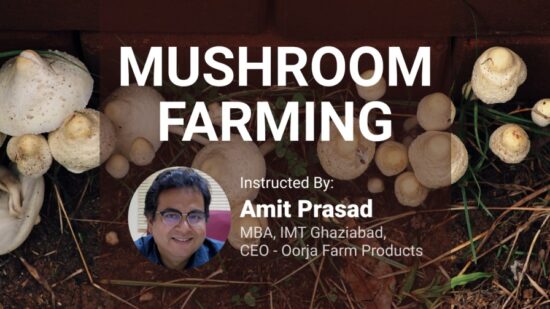 mushroom farming business plan in hindi