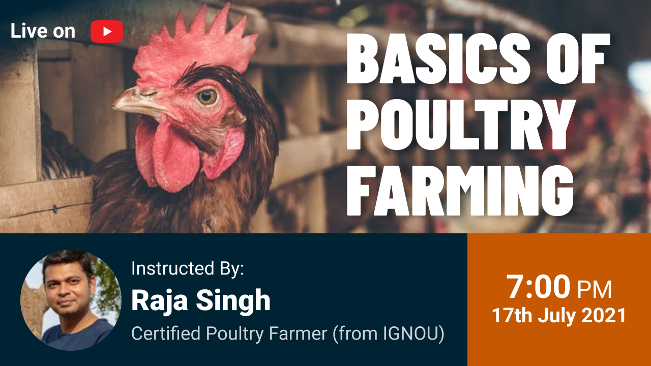 No.1 guide to basics of Poultry Farming - Exclusive