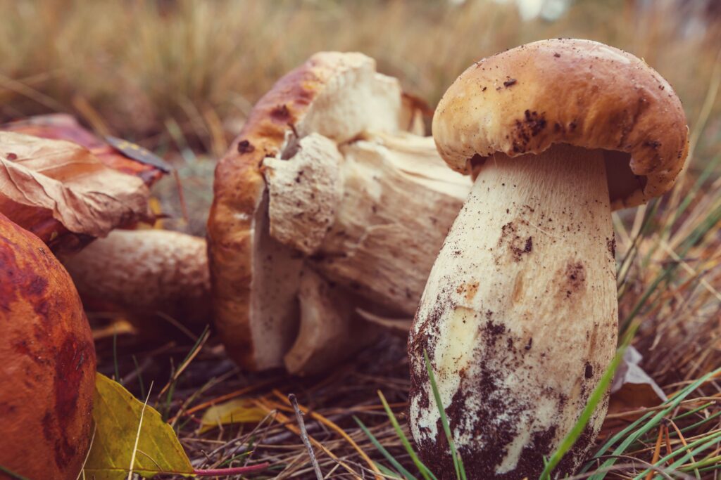 Mushroom farming courses