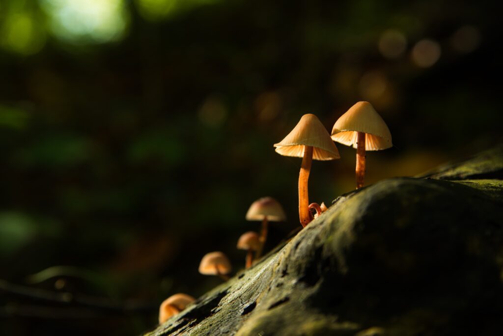 Wild Mushrooms