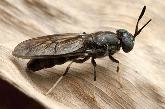 black Soldier fly