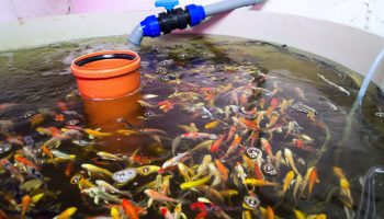 Biofloc Fish farming