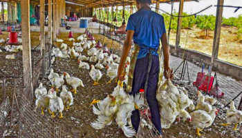 farming poultry India