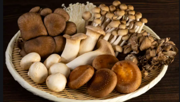 mushroom farming examples