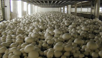 Mushroom farm example