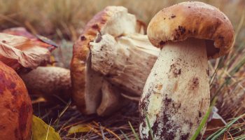 Mushroom farming courses